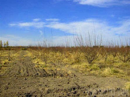 VineSmart - 16 Acre Finca and Plum Orchard For Sale - Mendoza, Argentina - Wine Real Estate