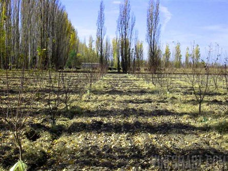 VineSmart - 16 Acre Finca and Plum Orchard For Sale - Mendoza, Argentina - Wine Real Estate