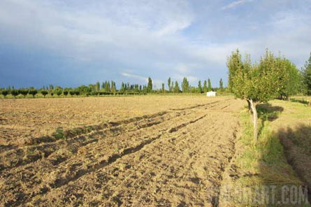 VineSmart - 25 Acres with House, Pears, Olives & Fallow Land for Sale - Mendoza, Argentina - Wine Real Estate