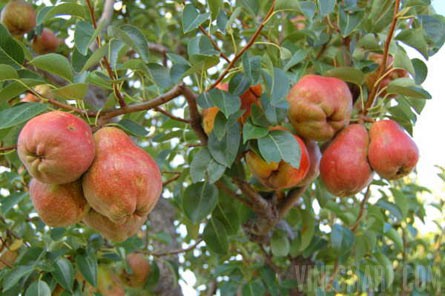 VineSmart - 25 Acres with House, Pears, Olives & Fallow Land for Sale - Mendoza, Argentina - Wine Real Estate