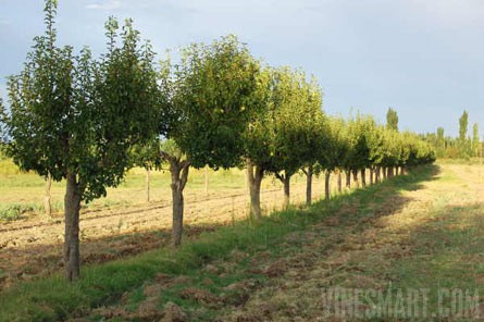 VineSmart - 25 Acres with House, Pears, Olives & Fallow Land for Sale - Mendoza, Argentina - Wine Real Estate