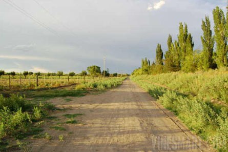 VineSmart - 25 Acres with House, Pears, Olives & Fallow Land for Sale - Mendoza, Argentina - Wine Real Estate