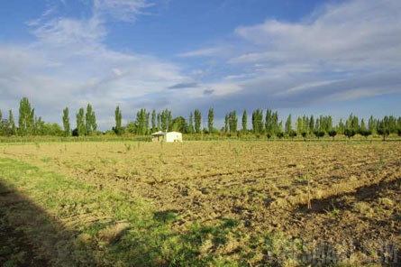 VineSmart - 25 Acres with House, Pears, Olives & Fallow Land for Sale - Mendoza, Argentina - Wine Real Estate