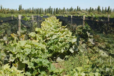 VineSmart - 85 Acres - 12 Acre Vineyard in Malbec & Cabernet For Sale - Mendoza, Argentina - Wine Real Estate