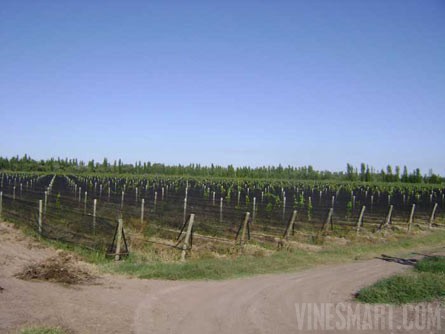 VineSmart - 85 Acres - 12 Acre Vineyard in Malbec & Cabernet For Sale - Mendoza, Argentina - Wine Real Estate