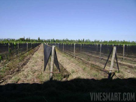 VineSmart - 85 Acres - 12 Acre Vineyard in Malbec & Cabernet For Sale - Mendoza, Argentina - Wine Real Estate