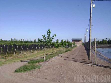 VineSmart - 85 Acres - 12 Acre Vineyard in Malbec & Cabernet For Sale - Mendoza, Argentina - Wine Real Estate