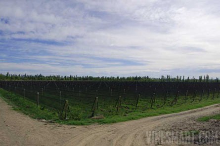 VineSmart - 85 Acres - 12 Acre Vineyard in Malbec & Cabernet For Sale - Mendoza, Argentina - Wine Real Estate