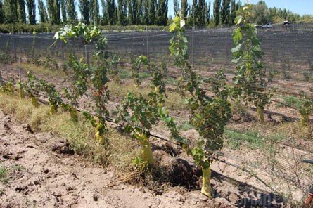 VineSmart - 85 Acres - 12 Acre Vineyard in Malbec & Cabernet For Sale - Mendoza, Argentina - Wine Real Estate