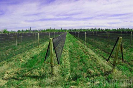 VineSmart - 85 Acres - 12 Acre Vineyard in Malbec & Cabernet For Sale - Mendoza, Argentina - Wine Real Estate