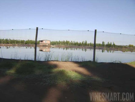 VineSmart - 85 Acres - 12 Acre Vineyard in Malbec & Cabernet For Sale - Mendoza, Argentina - Wine Real Estate