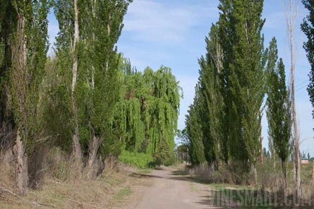 VineSmart - 85 Acres - 12 Acre Vineyard in Malbec & Cabernet For Sale - Mendoza, Argentina - Wine Real Estate