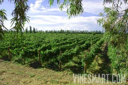 Argentina Vineyard and Large Home For Sale - Mendoza, Argentina - Wine Real Estate