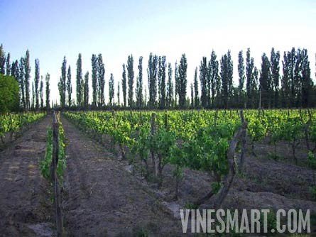 Argentina Wine Vineyard and Ochard For Sale - Wine Real Estate