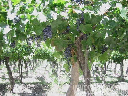 Argentina Wine Vineyard and Ochard For Sale - Wine Real Estate
