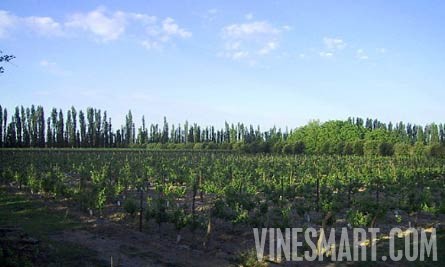 Argentina Wine Vineyard and Ochard For Sale - Wine Real Estate