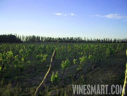 Argentina Wine Vineyard and Ochard For Sale - Wine Real Estate