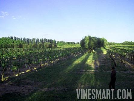 Argentina Wine Vineyard and Ochard For Sale - Wine Real Estate