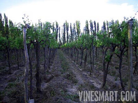 Argentina Wine Vineyard and Ochard For Sale - Wine Real Estate