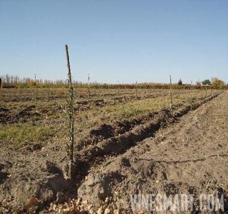 Argentina Wine Vineyard and Ochard For Sale - Wine Real Estate