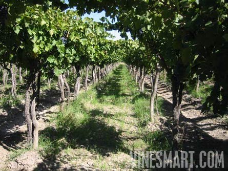 Argentina Wine Vineyard and Ochard For Sale - Wine Real Estate