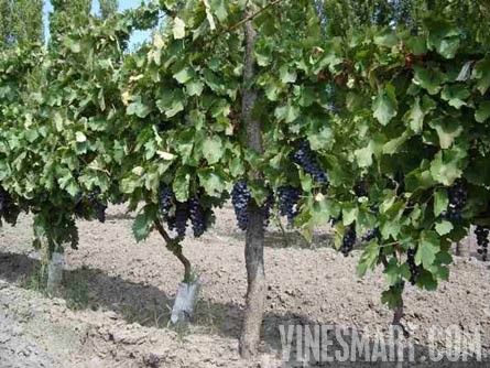 Argentina Wine Vineyard and Ochard For Sale - Wine Real Estate