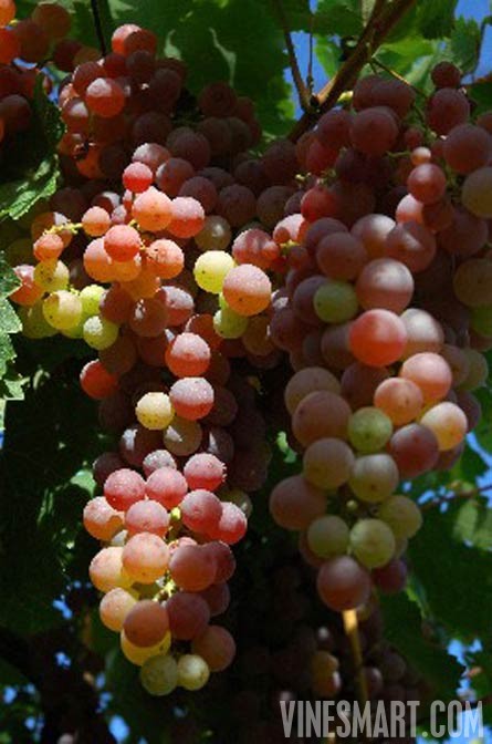 Fine Wine Vineyard For Sale, Mendoza, Argentina - Wine Real Estate