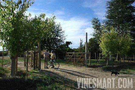 Fine Wine Vineyard For Sale, Mendoza, Argentina - Wine Real Estate