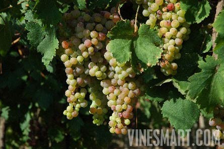 Fine Wine Vineyard For Sale, Mendoza, Argentina - Wine Real Estate
