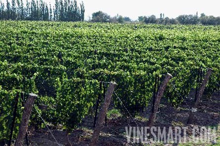 Fine Wine Vineyard For Sale, Mendoza, Argentina - Wine Real Estate