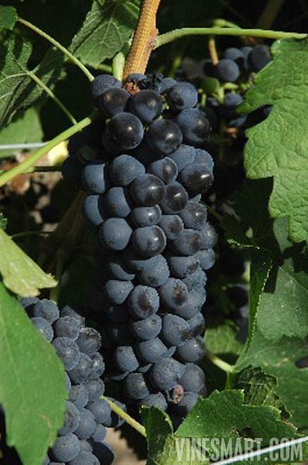 Fine Wine Vineyard For Sale, Mendoza, Argentina - Wine Real Estate