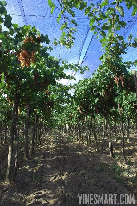 Fine Wine Vineyard For Sale, Mendoza, Argentina - Wine Real Estate