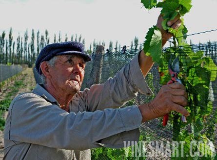 Fine Wine Vineyard For Sale, Mendoza, Argentina - Wine Real Estate