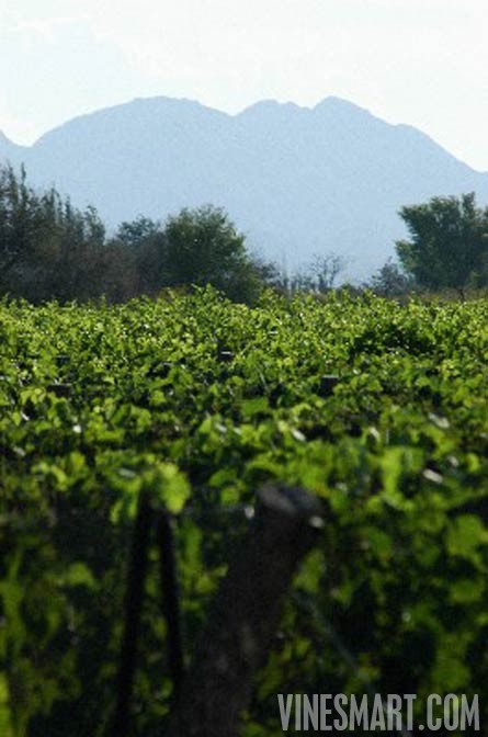 Fine Wine Vineyard For Sale, Mendoza, Argentina - Wine Real Estate