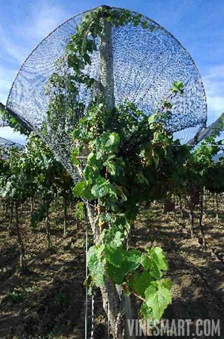 Fine Wine Vineyard For Sale, Mendoza, Argentina - Wine Real Estate