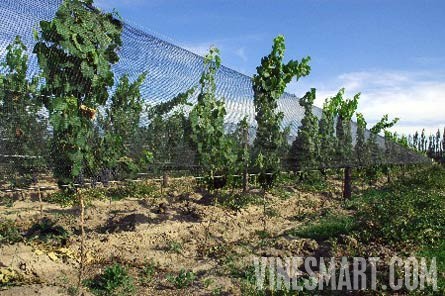 Fine Wine Vineyard For Sale, Mendoza, Argentina - Wine Real Estate