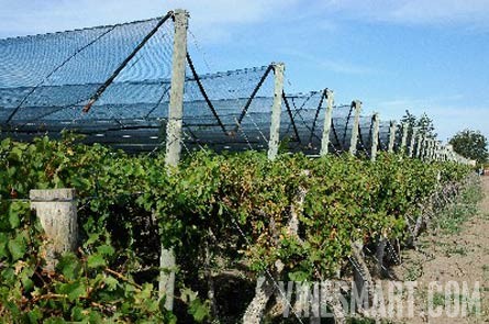 Fine Wine Vineyard For Sale, Mendoza, Argentina - Wine Real Estate