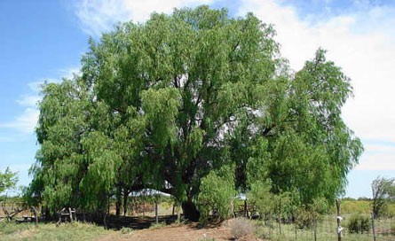 VineSmart - 15 Acres with Home, Apricot Orchard and Plantable Land For Sale - Mendoza, Argentina - Wine Real Estate