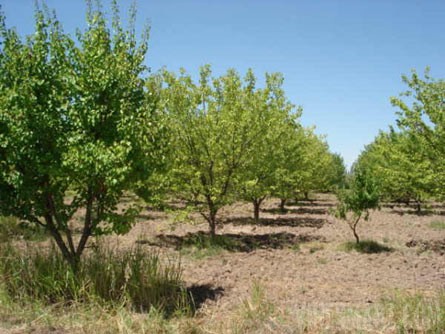 VineSmart - 15 Acres with Home, Apricot Orchard and Plantable Land For Sale - Mendoza, Argentina - Wine Real Estate