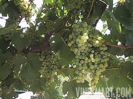 Mendoza, Argentina - Vineyard, Orchard, and Home For Sale - River Views - Wine Real Estate