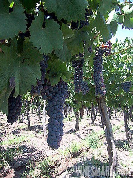 Mendoza, Argentina - Vineyard, Orchard, and Home For Sale - River Views - Wine Real Estate