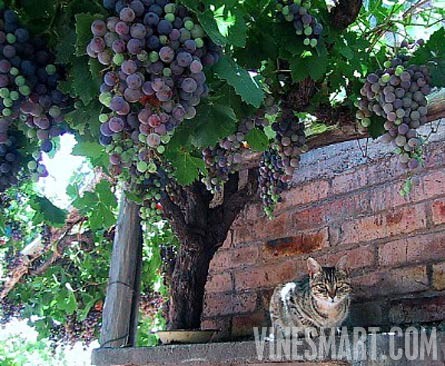 Mendoza, Argentina - Vineyard, Orchard, and Home For Sale - River Views - Wine Real Estate