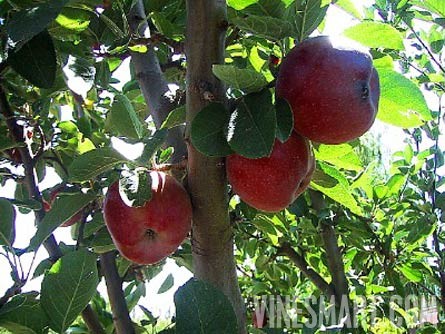 Mendoza, Argentina - Vineyard, Orchard, and Home For Sale - River Views - Wine Real Estate