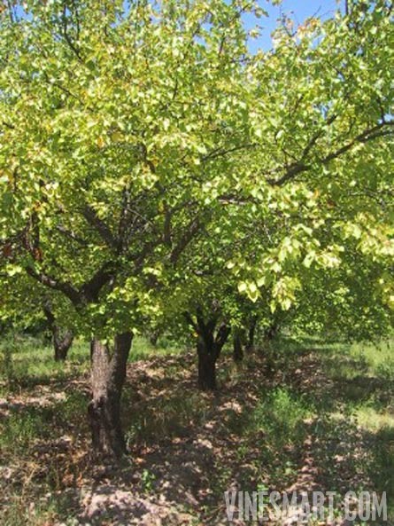 Mendoza, Argentina - Vineyard, Orchard, and Home For Sale - River Views - Wine Real Estate
