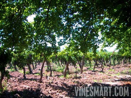 Mendoza, Argentina - Vineyard, Orchard, and Home For Sale - River Views - Wine Real Estate