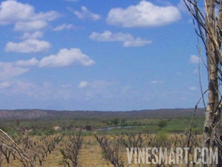 Mendoza, Argentina - Vineyard, Orchard, and Home For Sale - River Views - Wine Real Estate