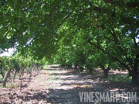 Mendoza, Argentina - Vineyard, Orchard, and Home For Sale - River Views - Wine Real Estate