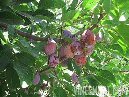 Mendoza, Argentina - Vineyard, Orchard, and Home For Sale - River Views - Wine Real Estate