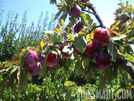 Mendoza, Argentina - Vineyard, Orchard, and Home For Sale - River Views - Wine Real Estate