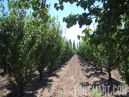 Mendoza, Argentina - Vineyard, Orchard, and Home For Sale - River Views - Wine Real Estate
